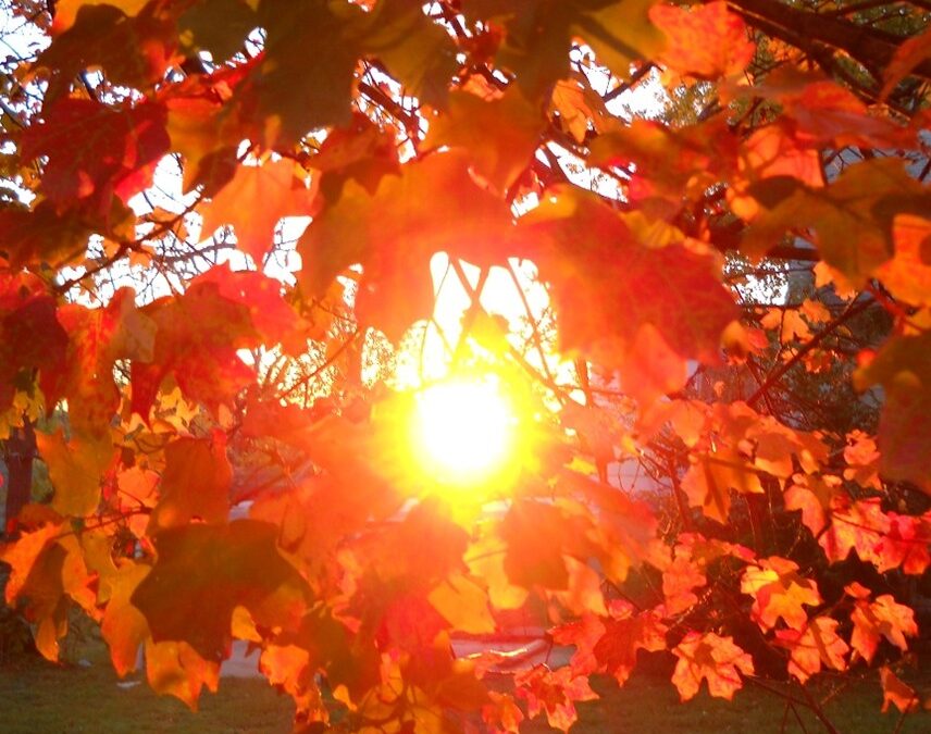 A Year of Reflections: Reflection #42