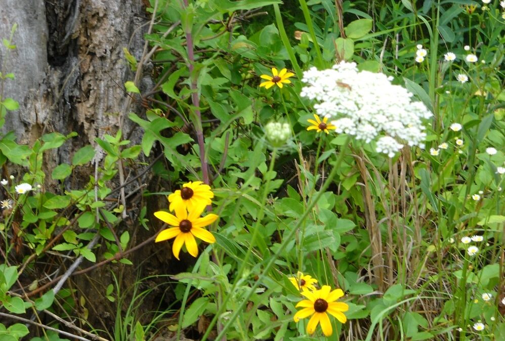 A Year of Reflections: Reflection #51