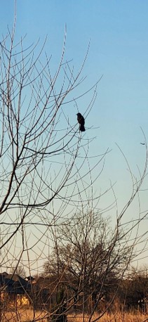 A Year of Reflections 2026: Reflection #41